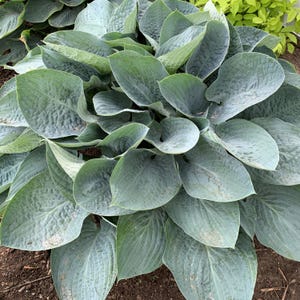 May include: A large hosta plant featuring broad, heart-shaped leaves in a muted blue-green hue. The foliage displays a distinct veined texture and a matte finish, arranged in a dense, overlapping rosette pattern that spreads outward from the center.