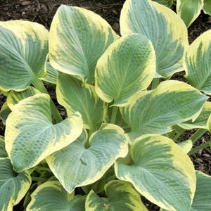 May include: A close-up of a hosta plant with large, green leaves with yellow variegation.