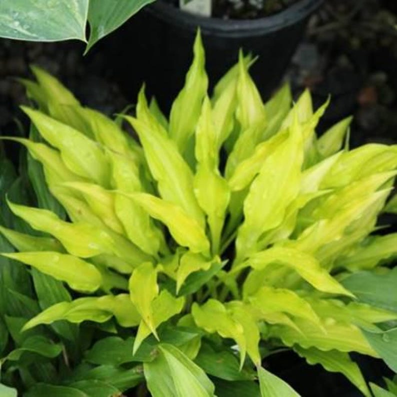 K&ouml;nnte beinhalten: Eine lebendige Hosta-Pflanze mit zahlreichen spitzen, lanzettlichen Bl&auml;ttern in einem leuchtenden Chartreuse-Gelb. Das Laub ist dicht angeordnet und strahlt von der Mitte nach au&szlig;en, wobei einige Bl&auml;tter subtile gr&uuml;ne Untert&ouml;ne aufweisen.