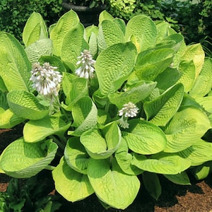 May include: A large hosta plant featuring broad, textured, chartreuse-green leaves arranged in a dense, rounded mound. Several tall, slender stalks rise from the center, topped with clusters of small, bell-shaped, pale lavender-white flowers.
