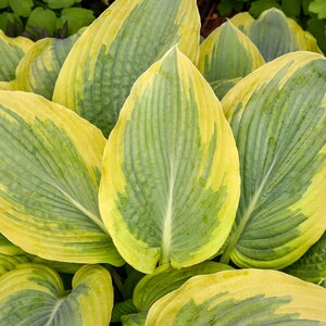 May include: A cluster of Hosta plant leaves featuring a variegated pattern with a central sage green section and broad, bright yellow margins. The leaves are ovate with prominent parallel veins running from the base to the pointed tips.