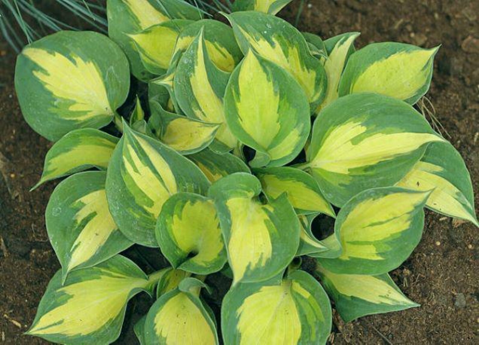 Hosta BEACH BOY Medium Thick Round Corrugated Hostas Disease-free = 1 ...