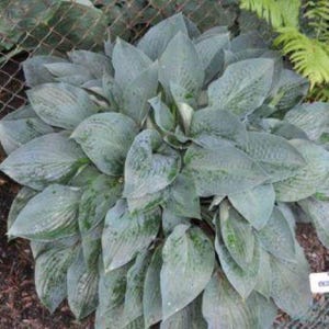 hosta JETSTREAM large blue [1-pint pot] hostas wavy thick seldom seen perennial = 1 Potted Garden Plant