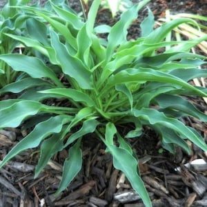 May include: A vibrant green hosta plant featuring numerous elongated, wavy-edged leaves that radiate outward from a central point. The foliage displays a consistent light to medium green hue with a smooth texture and pointed tips throughout the plant.