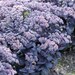 Sedum Mojave Jewels™ 'Sapphire' Stonecrop – Park Seed