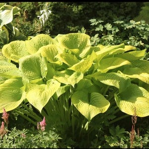Pu&ograve; includere: Una grande pianta di hosta con ampie foglie a forma di cuore di un vibrante colore giallo chartreuse. Il fogliame presenta una consistenza prominente, increspata e venata, che si irradia da una base centrale tra altro verde e fiori rosa.