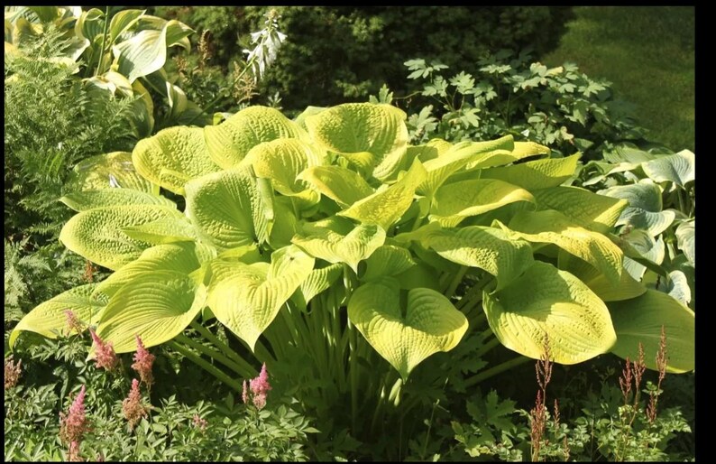 Pu&ograve; includere: Una grande pianta di hosta con ampie foglie a forma di cuore di un vibrante colore giallo chartreuse. Il fogliame presenta una consistenza prominente, increspata e venata, che si irradia da una base centrale tra altro verde e fiori rosa.