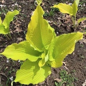 May include: A close-up of a bright yellow hosta plant with large, pointed leaves. The plant is growing in a garden setting with brown soil and green foliage.