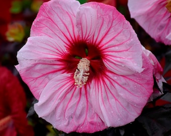 Casita Azul Bush Hibiscus 'Inner Glow' – Big Pink Flower, Hardy Dormant Plant In 2.5" Pot (Outdoor)