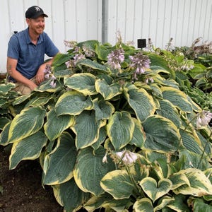 May include: A large hosta plant featuring broad, heart-shaped leaves with dark green centers and wide, creamy yellow margins. The plant displays multiple tall, slender stalks topped with clusters of small, pale lavender, bell-shaped flowers.