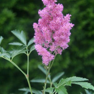 shade Astilbe COTTON CANDY sun pink flower hardy false spirea rare perennial = 1 Potted Garden Plant