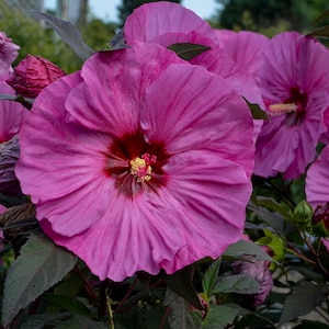 bush hibiscus BERRY AWESOME hardy Summerific PP#27936 big purple flowers shrub perennial = 1 Potted Garden Plant