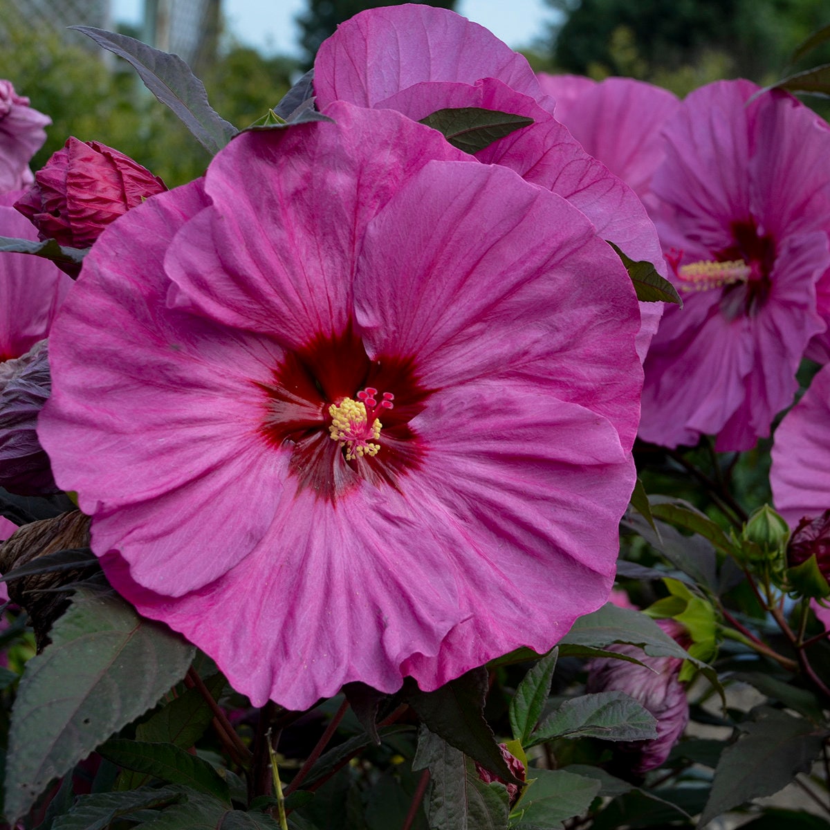 bush hibiscus BERRY AWESOME hardy Summerific PP#27936 big purple flowers shrub perennial = 1 Potted Garden Plant