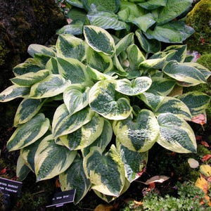 hosta WIDEBRIM medium classic sun tolerant heart shaped foliage disease-free 2.5&quot; pot = 1 Potted Garden Plant
