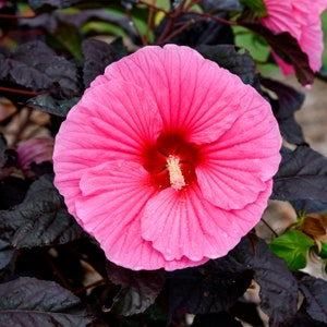 Könnte beinhalten: Nahaufnahme einer leuchtend rosa Hibiskusblüte mit tiefrotem Zentrum und auffälligem Staubblatt. Die Blütenblätter sind strukturiert mit sichtbaren Adern. Dunkelburgunderfarbene Blätter bilden einen kontrastierenden Hintergrund.