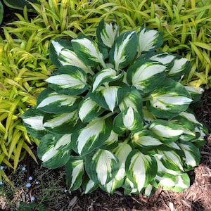 hosta VULCAN medium thick white tricolor Designer hostas slug resistant disease-free 2.5&quot; pot = 1 Potted Garden Plant