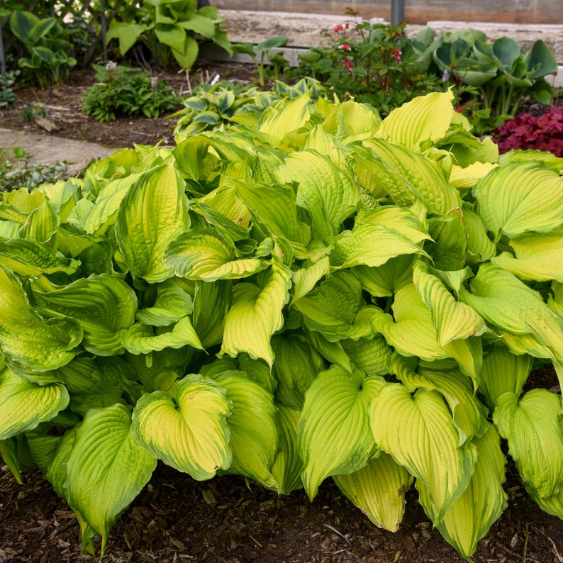 May Hosta Hosta FIRST DANCE Large Colorful Hostas Wavy Pointed Arching Growing ...