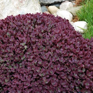 Könnte beinhalten: Eine dichte, niedrig wachsende Sukkulente mit zahlreichen kleinen, abgerundeten, tief burgunder-violetten Blättern. Das Laub ist eng angeordnet und bildet eine gleichmäßige, gewölbte Textur über die gesamte Oberfläche der Pflanze in satter Farbe.