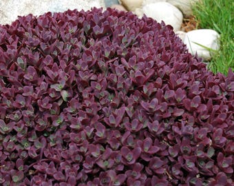 Può includere: Una pianta succulenta densa e bassa caratterizzata da numerose piccole foglie arrotondate di un colore bordeaux-viola intenso. Il fogliame è compatto, creando una consistenza uniforme e arrotondata sull'intera superficie della pianta.