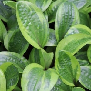 May include: A cluster of hosta plant leaves featuring a variegated pattern with dark green centers and wide, light lime green margins. The foliage is oval-shaped with prominent longitudinal veins and a smooth, slightly glossy texture throughout.