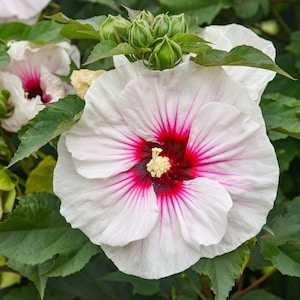 Könnte beinhalten: Nahaufnahme einer großen, weißen Hibiskusblüte mit tiefrotem Zentrum und rosa Adern, die nach außen strahlen. Die Blüte ist von grünen Blättern und ungeöffneten Knospen umgeben, was die natürliche Schönheit der Pflanze zeigt.