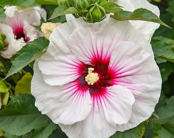 Può includere: Primo piano di un grande fiore di ibisco bianco con un centro rosso intenso e venature rosa che si irradiano verso l'esterno. Il fiore è circondato da foglie verdi e boccioli non aperti, che mostrano la bellezza naturale della pianta.