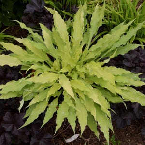 May include: A vibrant green plant with large, ruffled leaves. The plant is in a pot and surrounded by dark green foliage.