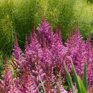 shade Astilbe MAGGIE DALEY sun flower chinensis false spirea purple hardy perennial = 1 Potted Garden Plant