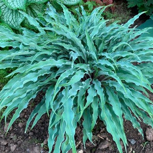 May include: A close-up of a vibrant green plant with long, wavy leaves. The plant has a lush, full appearance, with the leaves radiating outwards from a central point. The leaves have a textured surface and a slightly bluish hue, creating a striking visual contrast.