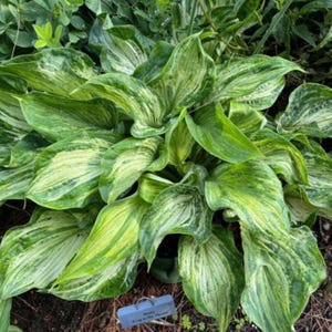 May include: A close-up of a Hosta plant with large, variegated leaves. The leaves are primarily green with creamy white and yellow streaks. The plant is lush and full, with a blue tag that reads "Hosta Frog in My Throat".