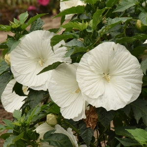 May include: Close-up of white hibiscus flowers blooming on a green bush. The flowers have a delicate, ruffled texture and are in full bloom.