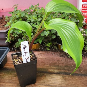 May include: A potted plant with large, vibrant green, wavy leaves and a reddish-brown stem. A white plastic plant marker is inserted into the dark soil, featuring the handwritten text 'Monkey Bush' in black ink. The plant is in a black plastic pot.