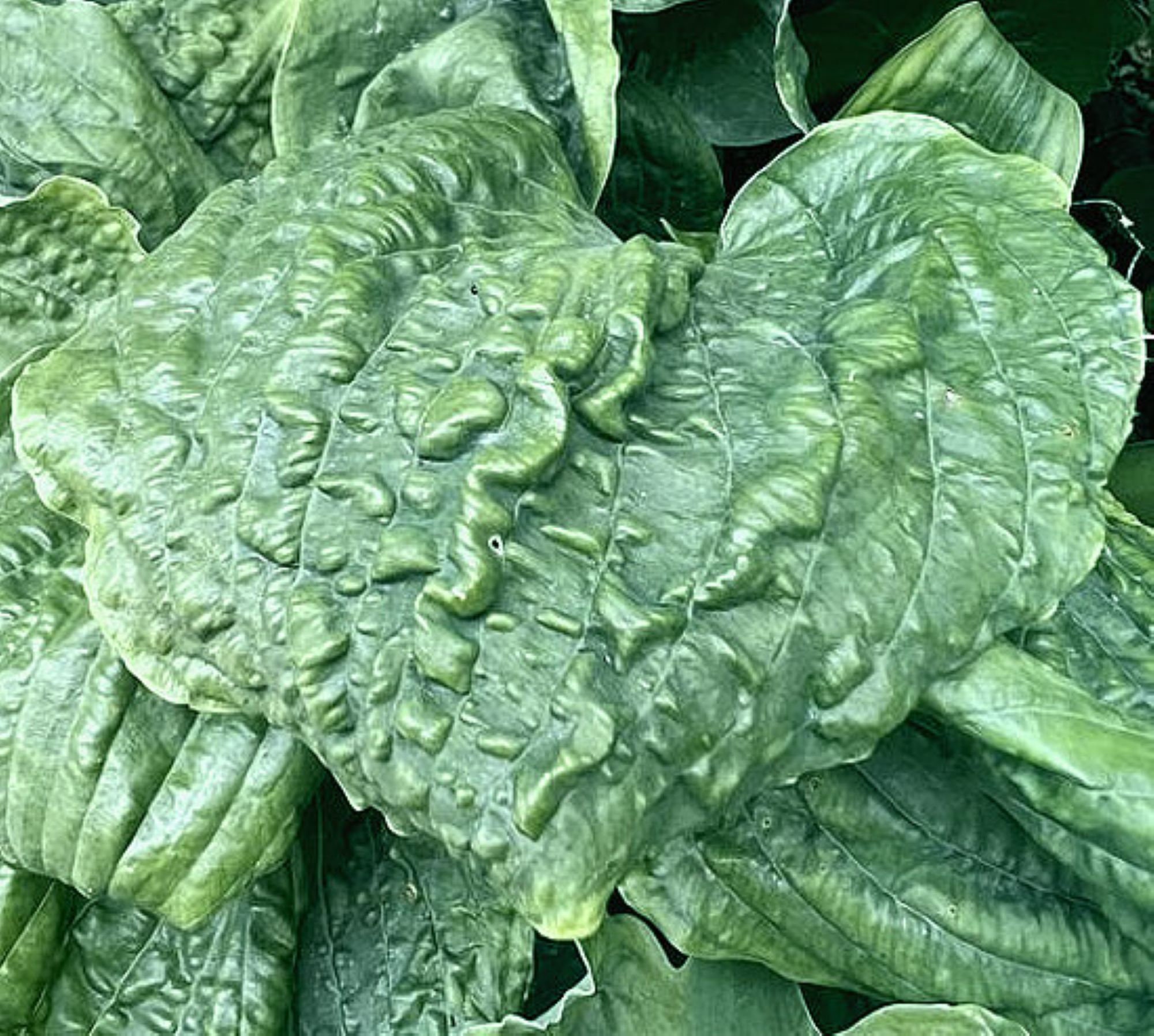 tobacco road hosta Smokey NH Hostas Plantain Lily Exposure Hosta ROAD RAGE Medium Unusual