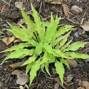 K&ouml;nnte beinhalten: Eine kleine Hosta-Pflanze mit schmalen, lanzettlichen Bl&auml;ttern in leuchtenden Chartreuse- und Limettengr&uuml;nt&ouml;nen. Das Laub ist in einer dichten, strahlenf&ouml;rmigen Rosette angeordnet und weist gewellte, spitze R&auml;nder auf, die nach au&szlig;en ragen.