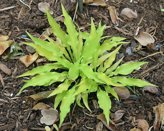 hosta FAIRY DUST [dormant] mini tiny wavy gold narrow healthy little perennial = 1 Potted Garden Plant