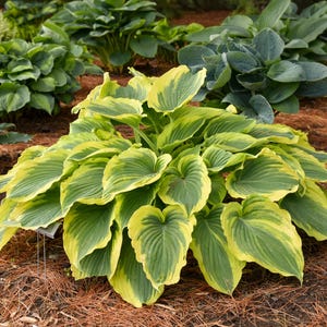 May include: A hosta plant with broad, heart-shaped leaves featuring a deep green center and a wide, bright yellow margin. The foliage is arranged in a dense, mounded cluster, with prominent veins radiating from the center of each leaf to the edge.