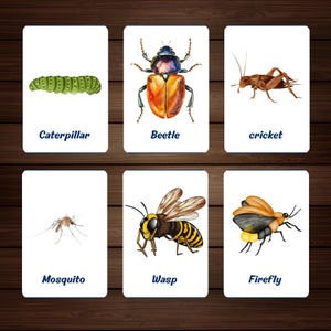 30 Insects Flashcards, Montessori Flashcards, Homeschool Activities ...