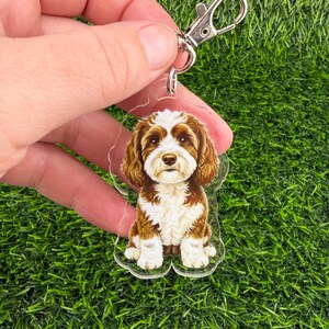 May include: A clear acrylic keychain featuring a detailed illustration of a brown and white dog with curly fur. The dog is depicted in a sitting position. The keychain includes a silver-colored metal lobster claw clasp attached to the top.