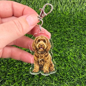 May include: A clear acrylic keychain featuring a detailed illustration of a brown, curly-haired dog sitting upright. The dog has a friendly expression with its mouth slightly open. The keychain is attached to a silver-colored metal lobster clasp.