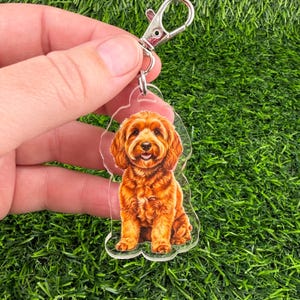 May include: A clear acrylic keychain featuring a detailed illustration of a golden-brown curly-haired dog sitting down. The keychain includes a silver-colored metal lobster claw clasp attached to the top of the transparent acrylic cutout shape.