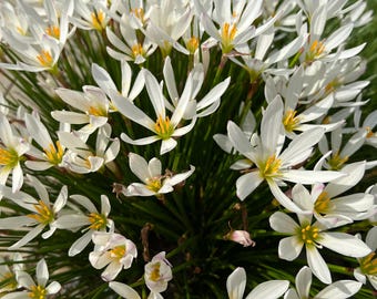 White Rain Lily Bulbs: Zephyranthes Candida, Homegrown Flowers