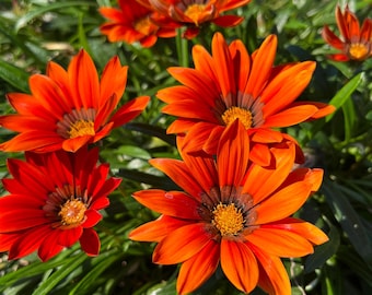Gazania Rigens Seeds: Homegrown Treasure Flower Mix