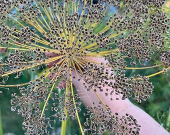 Organic dill seeds, herbs, gardening, greens, dill, home grown