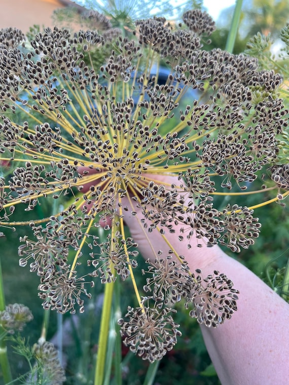 Organic Dill Seeds, Herbs, Gardening, Greens, Dill, Home Grown - Etsy