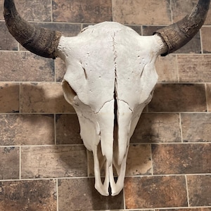 May include: A bleached white cow skull with large, dark brown horns. The skull is mounted on a brick wall. The horns curve upwards and outwards, and the skull has visible sutures and bone structure. A rustic, western-themed decorative item.
