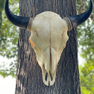 Buffalo Skull, Buffalo Skull with rope, Skull, Buffalo, Bison Skull, Bison, Skull, Skull with horns, Buffalo head, Real Skull, Real Bison