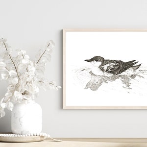 Long-billed Murrelet ink pen original drawing