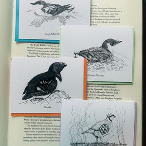 Set di 4 carte di uccelli atlantici