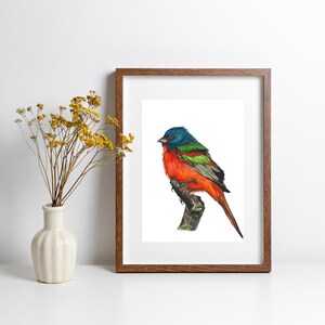 Dipinto originale acquerello Bunting