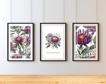 Waratah Flower Watercolor Art Prints | Australian Native Floral Set (Digital Print)